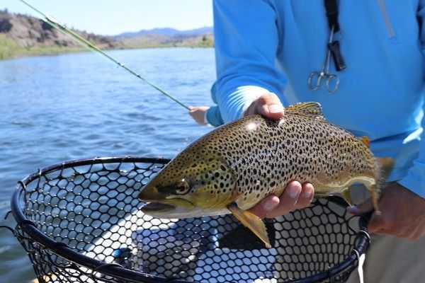 六角恐龍魚怎么分公母，六角恐龍魚性別分辨常見誤區(qū) 龍魚百科 第2張