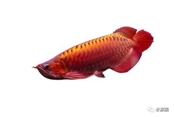 半紅龍魚(yú)水質(zhì)管理技巧，關(guān)于半紅龍魚(yú)水質(zhì)管理的技巧 觀賞魚(yú)市場(chǎng)（混養(yǎng)魚(yú)） 第3張