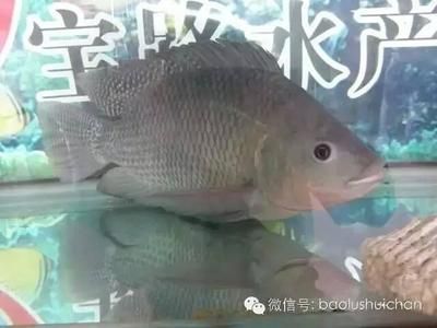 大型魚(yú)類(lèi)繁殖成本控制方法，大型魚(yú)類(lèi)繁殖成本的控制方法 觀賞魚(yú)市場(chǎng)（混養(yǎng)魚(yú)） 第1張