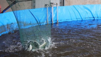 大型魚(yú)類(lèi)繁殖成本控制方法，大型魚(yú)類(lèi)繁殖成本的控制方法 觀賞魚(yú)市場(chǎng)（混養(yǎng)魚(yú)） 第5張