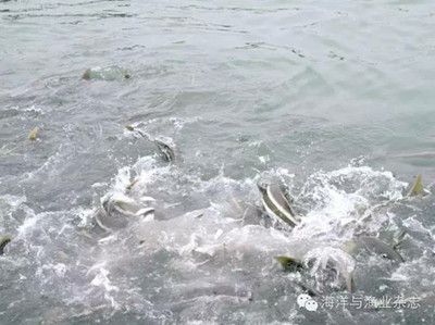 大型魚(yú)類(lèi)繁殖成本控制方法，大型魚(yú)類(lèi)繁殖成本的控制方法 觀賞魚(yú)市場(chǎng)（混養(yǎng)魚(yú)） 第4張