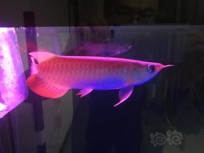 龍魚老頭魚的辨別，龍魚和老頭魚有什么區(qū)別？ 魚缸百科 第2張