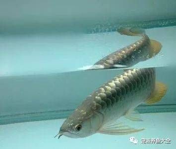 龍魚老頭魚的辨別，龍魚和老頭魚有什么區(qū)別？ 魚缸百科 第5張