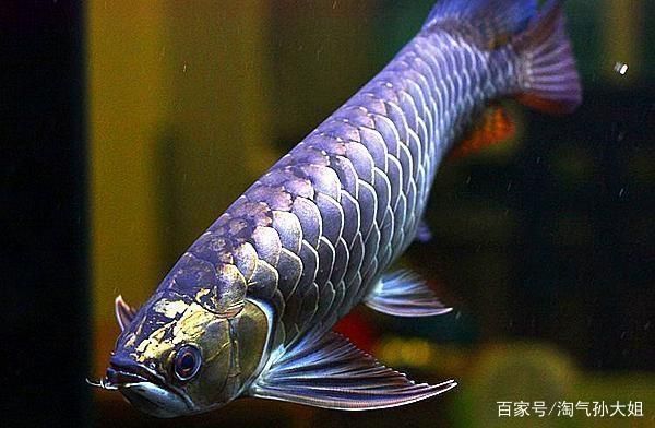 金龍魚藍色過6排的魚有哪些，金龍魚藍色過6排的鑒別方法 龍魚百科 第2張