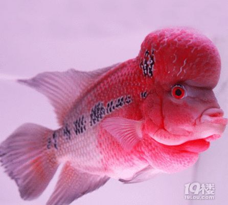 羅漢魚幼魚期營養(yǎng)需求詳解，如何自制羅漢魚幼魚飼料，羅漢魚幼魚期添加活餌技巧 觀賞魚市場（混養(yǎng)魚） 第2張