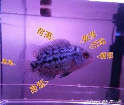 羅漢魚幼魚期營養(yǎng)需求詳解，如何自制羅漢魚幼魚飼料，羅漢魚幼魚期添加活餌技巧 觀賞魚市場（混養(yǎng)魚） 第5張