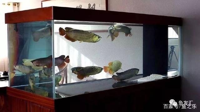 龍魚飼料配方表，自制龍魚漢堡飼料教程，龍魚飼料保存方法，龍魚營(yíng)養(yǎng)需求詳解 龍魚百科 第3張