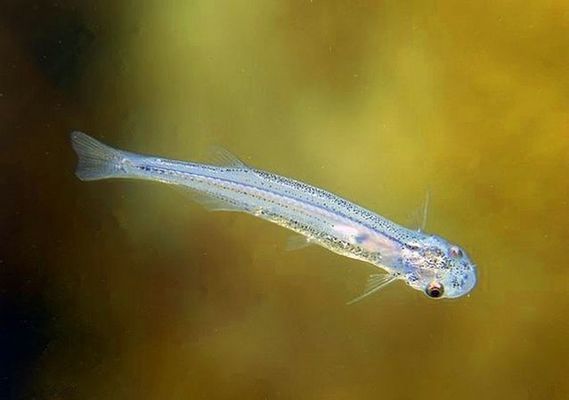 亞馬遜河魚(yú)種瀕危等級(jí)，亞馬遜河魚(yú)種的瀕危等級(jí)