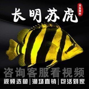 印尼虎苗，印尼虎苗價(jià)格是多少 魚(yú)缸百科 第2張