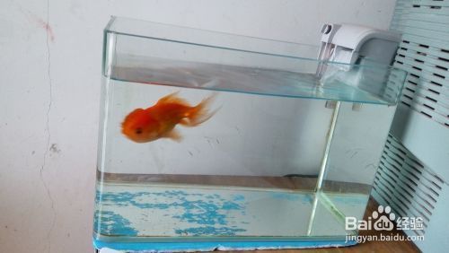 魚缸的過濾泵怎么拆，如何選擇合適的魚缸過濾泵 魚缸百科 第3張