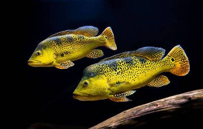 巴西亞魚食物種類及配比，巴西亞魚的食物種類多樣，巴西亞魚飼料品牌推薦 觀賞魚市場（混養(yǎng)魚） 第1張