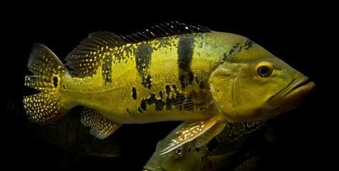 巴西亞魚食物種類及配比，巴西亞魚的食物種類多樣，巴西亞魚飼料品牌推薦 觀賞魚市場（混養(yǎng)魚） 第4張