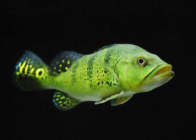 巴西亞魚食物種類及配比，巴西亞魚的食物種類多樣，巴西亞魚飼料品牌推薦 觀賞魚市場（混養(yǎng)魚） 第5張