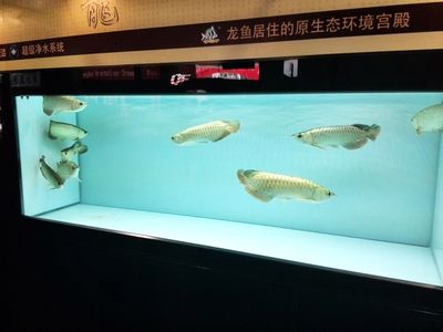 龍魚專用魚缸，龍魚專用魚缸的設(shè)計(jì)和配置 魚缸百科 第3張