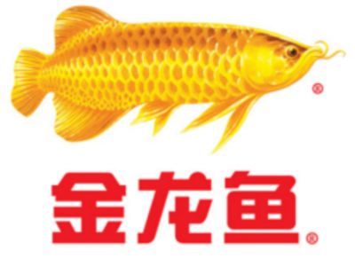 金龍魚研究報告怎么寫，如何撰寫金龍魚研究報告 龍魚百科 第5張