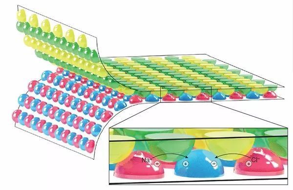 電鰻在鹽水與淡水間的適應(yīng)，電鰻在不同鹽度水體中生存的重要特性，電鰻放電器官的結(jié)構(gòu)解析 觀賞魚市場（混養(yǎng)魚） 第2張