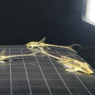 羽毛刀魚苗適宜水溫調(diào)控方法，羽毛刀魚苗水溫調(diào)控方法 觀賞魚市場(chǎng)（混養(yǎng)魚） 第1張