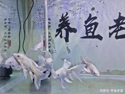 蝴蝶鯉夏季水溫控制技巧，夏季蝴蝶鯉水溫波動(dòng)應(yīng)對(duì)策略，夏季蝴蝶鯉疾病預(yù)防方法 觀賞魚市場(chǎng)（混養(yǎng)魚） 第5張