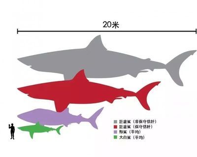 大白鯊食物鏈位置，大白鯊在海洋食物鏈中占據(jù)頂端位置，它們的捕食能力強大 觀賞魚市場（混養(yǎng)魚） 第1張