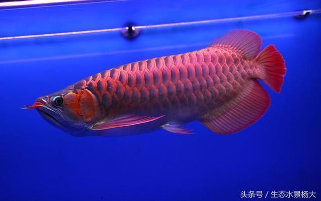 紅龍魚繁殖環(huán)境優(yōu)化方法，紅龍魚的繁殖環(huán)境優(yōu)化方法 觀賞魚市場（混養(yǎng)魚） 第3張