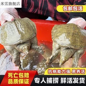 什么樣的龍魚專用飼料比較好養(yǎng)活呢，如何選擇合適的龍魚專用飼料對(duì)于養(yǎng)活龍魚的注意事項(xiàng) 龍魚百科 第4張