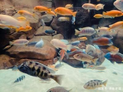 埃及神仙魚適宜的水草種類，埃及神仙魚水族箱布局技巧埃及神仙魚水族箱布局技巧 觀賞魚市場（混養(yǎng)魚） 第1張