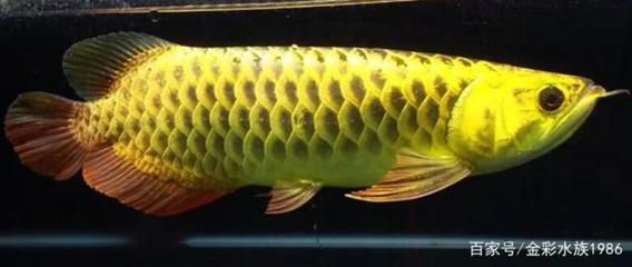 龍魚由來，龍魚在不同地區(qū)的分布，龍魚的生物學(xué)特性解析 龍魚百科 第3張