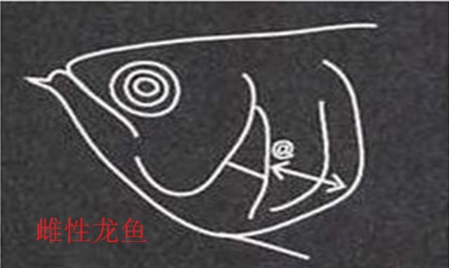 龍魚如何看公母圖解大全，母龍魚：母龍魚,母龍魚, 龍魚百科 第3張