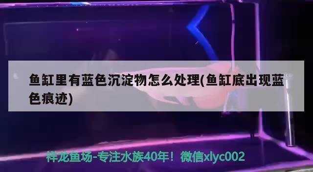 巨暴魚苗疾病早期癥狀，巨暴魚苗疾病早期癥狀包括鰭條爛、魚體潰瘍和寄生蟲感染等