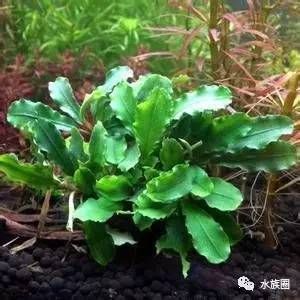 魚缸魚草養(yǎng)殖教程，水草照明設備選擇魚缸水草病害防治水草繁殖與更新方法 魚缸百科 第5張