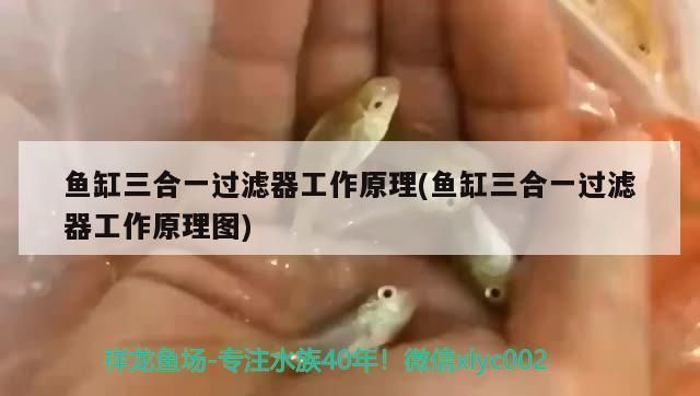 魚(yú)缸三合一過(guò)濾器工作原理是什么，三合一過(guò)濾器如何選擇 魚(yú)缸百科 第4張