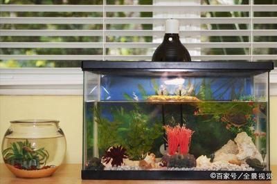 落地魚缸好嗎風水好嗎，魚缸風水擺放在哪個方位 魚缸百科 第1張