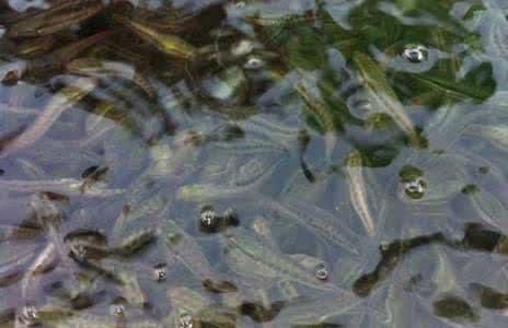 黑桃A魚的疾病預防，黑桃a魚常見病治療方法 觀賞魚市場（混養(yǎng)魚） 第4張