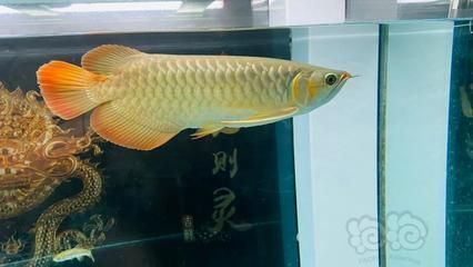 龍魚(yú)一般幾天換水，關(guān)于龍魚(yú)換水頻率的一些建議 龍魚(yú)百科 第3張