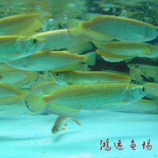 龍魚批發(fā)價格查詢表，一份龍魚批發(fā)價格查詢表 龍魚百科 第3張