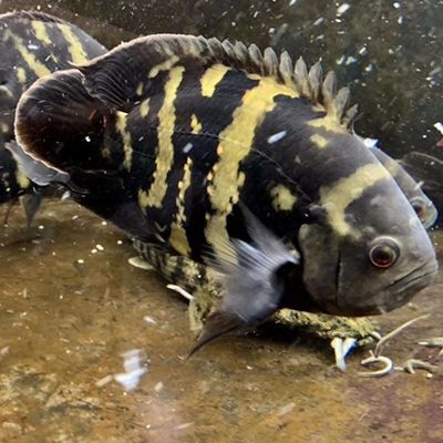 野生地圖魚的生活習(xí)性，野生地圖魚的生活習(xí)性體現(xiàn)了它們對(duì)環(huán)境的保護(hù)措施 觀賞魚市場（混養(yǎng)魚） 第5張