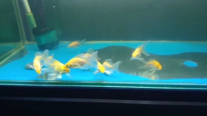 三間鼠魚繁殖期飼料搭配，三間鼠魚繁殖期飼料搭配策略：三間鼠魚繁殖期飼料搭配策略 觀賞魚市場（混養(yǎng)魚） 第3張