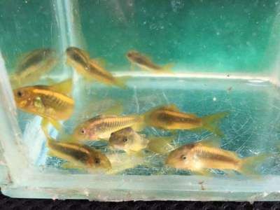 三間鼠魚繁殖期飼料搭配，三間鼠魚繁殖期飼料搭配策略：三間鼠魚繁殖期飼料搭配策略 觀賞魚市場（混養(yǎng)魚） 第4張