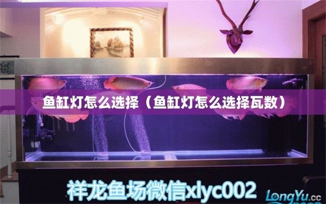 好點的魚缸燈多少瓦，魚缸燈品牌推薦 魚缸百科 第6張