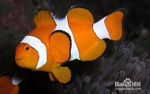 觀賞魚微生物感染預(yù)防方法，如何預(yù)防觀賞魚的微生物感染 觀賞魚市場（混養(yǎng)魚） 第4張