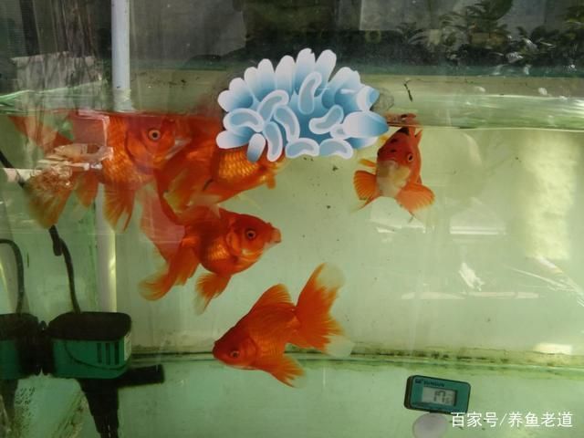 龍魚缸養(yǎng)水多長時(shí)間能下魚啊，龍魚缸養(yǎng)水時(shí)間需10天至15天以確保水質(zhì)適宜魚類生存 魚缸百科 第1張