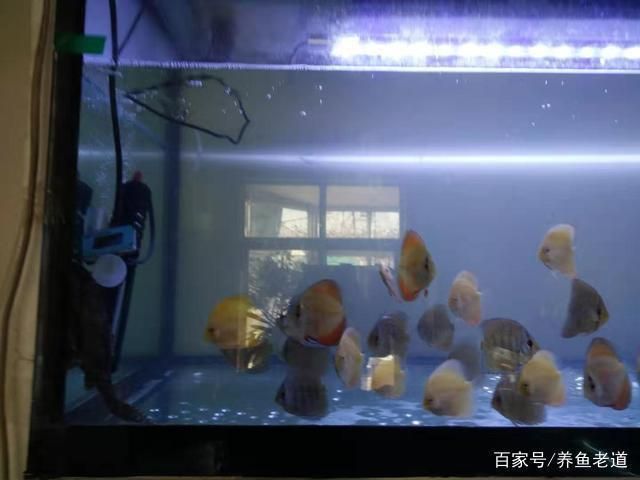 龍魚缸養(yǎng)水多長時(shí)間能下魚啊，龍魚缸養(yǎng)水時(shí)間需10天至15天以確保水質(zhì)適宜魚類生存 魚缸百科 第4張