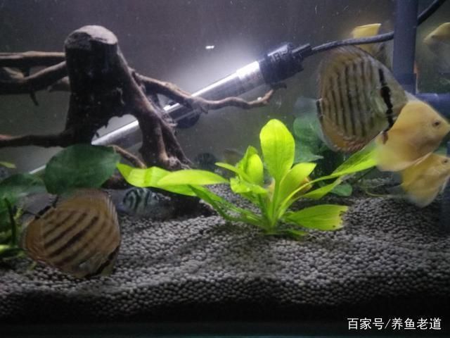 龍魚缸養(yǎng)水多長時(shí)間能下魚啊，龍魚缸養(yǎng)水時(shí)間需10天至15天以確保水質(zhì)適宜魚類生存 魚缸百科 第3張