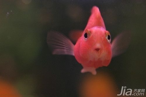 財神鸚鵡魚最佳飼養(yǎng)水溫，財神鸚鵡魚最佳飼養(yǎng)水溫范圍 觀賞魚市場（混養(yǎng)魚） 第2張