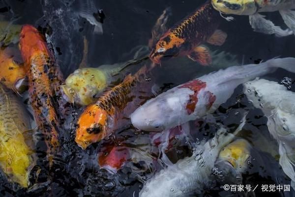 福州龍魚和廣州龍魚哪個口碑好些，福州龍魚和廣州龍魚哪個更受歡迎？ 水族問答