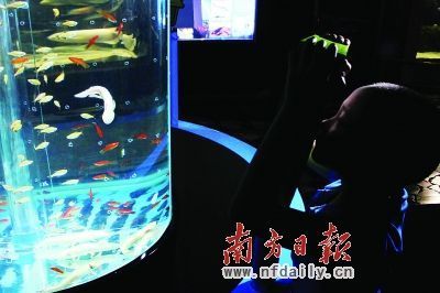 六角恐龍魚的壽命是多長時(shí)間，六角恐龍魚的壽命受到多種因素影響六角恐龍魚壽命受到多種因素影響 龍魚百科 第3張