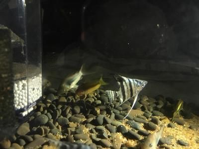 龍魚身上有白色棉絮是什么，龍魚身上為什么會有白色棉絮？ 水族問答