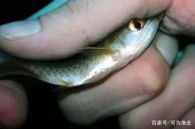 迷你小龍魚吃什么，迷你小龍魚的飲食習(xí)慣和食物選擇對于健康成長至關(guān)重要 龍魚百科 第5張