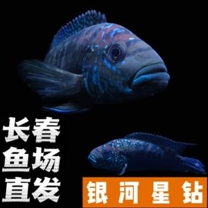 銀河星鉆魚，銀河星鉆魚的養(yǎng)殖方法 觀賞魚市場(chǎng)（混養(yǎng)魚） 第1張