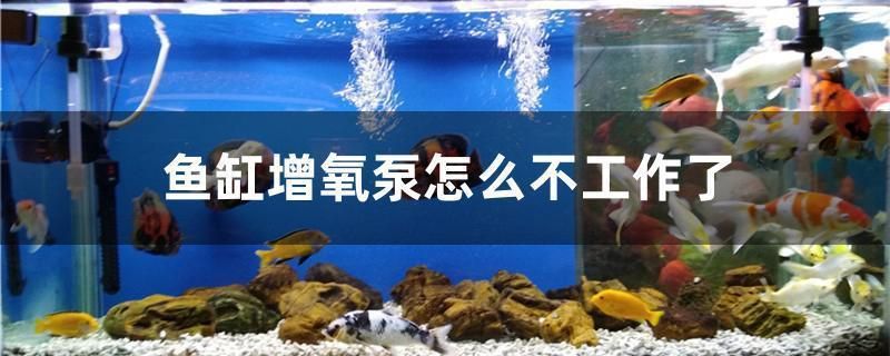 魚(yú)缸增氧泵不工作了怎么修，如何選擇合適的魚(yú)缸增氧泵 魚(yú)缸百科 第4張